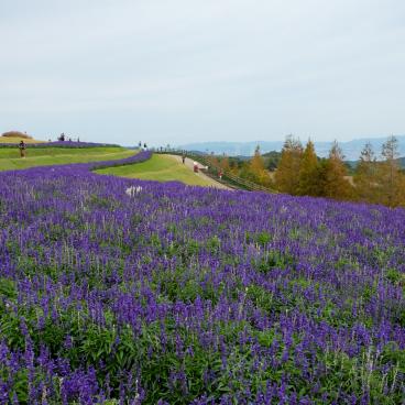 Awaji Hanasajiki, sauge bleue en fleurs et détroit d'Akashi en fond