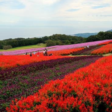 Awaji Hanasajiki, sauge rouge et violet foncé, cosmos et baie d'Osaka en fond