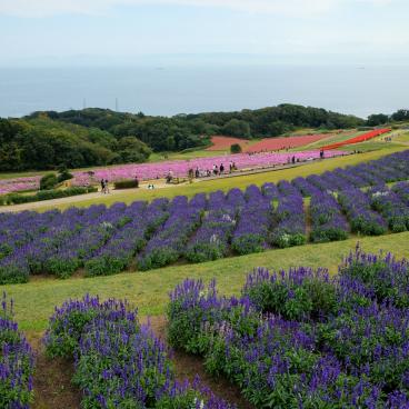 Awaji Hanasajiki, vue sur le parc fleuri en automne et la mer en fond