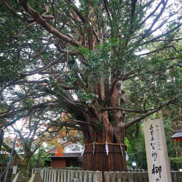 Kumano Hayatama Taisha, arbre sacré Nagi-no-Ki