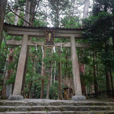Kumano Nachi Taisha, porte Torii du sanctuaire et forêt de cèdres