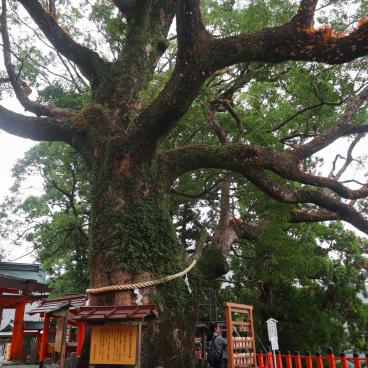 Kumano Nachi Taisha, grand camphrier sacré
