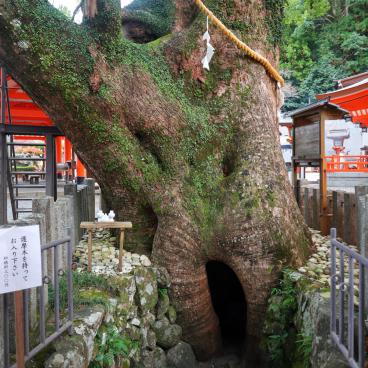 Kumano Nachi Taisha, grand camphrier sacré 2