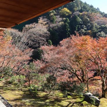Kozan-ji (Takao, Kyoto), vue sur les érables rouges depuis le pavillon Sekisui-in à l'automne 
