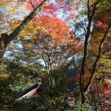 Kozan-ji (Takao, Kyoto), enceinte du temple à l'automne 2