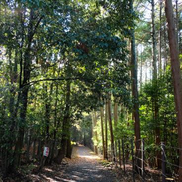 Sekizan Zen-in (Kyoto), chemin à travers la forêt vers le temple