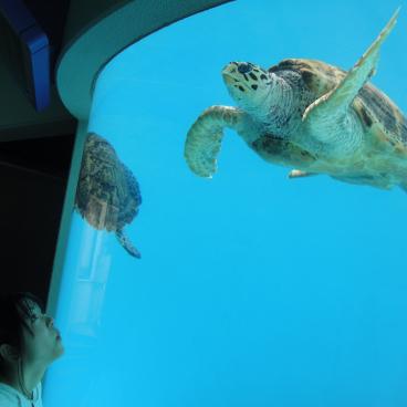 Aquarium Churaumi (Okinawa), piscine des tortues de mer 2