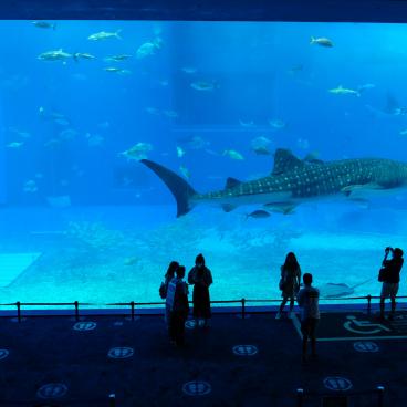 Aquarium Churaumi (Okinawa), grand bassin Mer de Kuroshio avec requin-baleine