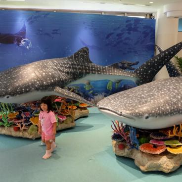 Aquarium Churaumi (Okinawa), mascotte requin-baleine