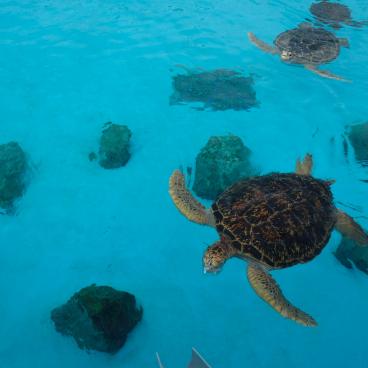 Aquarium Churaumi (Okinawa), piscine des tortues de mer