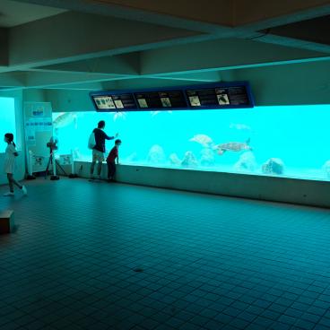 Aquarium Churaumi (Okinawa), piscine des tortues de mer 3