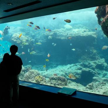 Aquarium Churaumi (Okinawa), exposition de poissons tropicaux et coraux 2