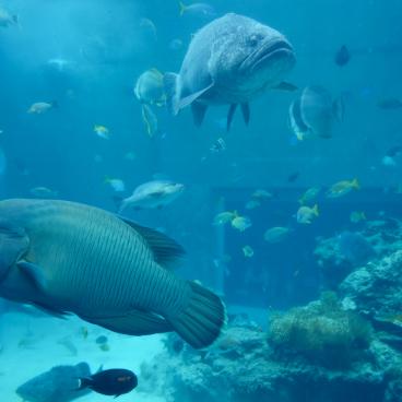 Aquarium Churaumi (Okinawa), exposition de poissons tropicaux et coraux 3