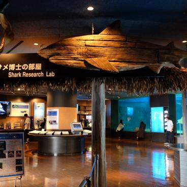 Aquarium Churaumi (Okinawa), exposition consacrée aux requins