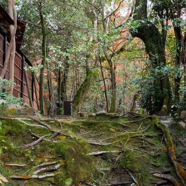 Shisen-do (Kyoto), vue sur les racines et la mousse en automne
