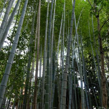 Shisen-do (Kyoto), forêt de bambous
