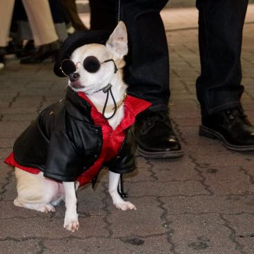 Shibuya (Tokyo), chien costumé pour la soirée d'Halloween