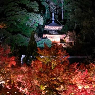 Eikan-do (Kyoto), illuminations nocturnes du temple en période de Momiji 4