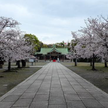 Osaka Gokoku-jinja, cerisiers et pavillon Haiden du sanctuaire dédié aux anciens combattants pour la nation