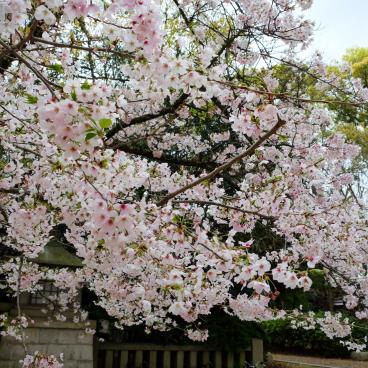 Osaka Gokoku-jinja, cerisiers en fleurs du sanctuaire