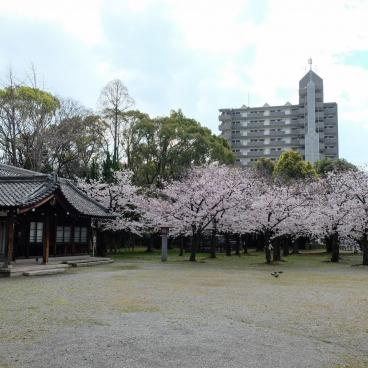 Osaka Gokoku-jinja, enceinte du sanctuaire au printemps 2