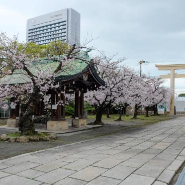 Osaka Gokoku-jinja, allée du sanctuaire et floraison des Sakura