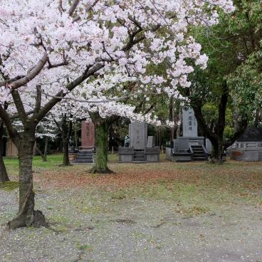 Osaka Gokoku-jinja, cerisiers en fleurs et tombes du sanctuaire