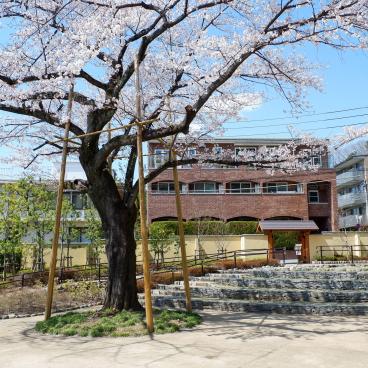 Jardin de Shin-Edogawa (Tokyo), cerisier en fleurs au printemps