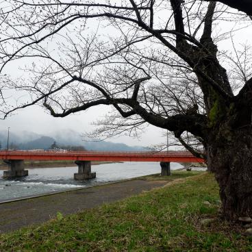 Kakunodate (Akita), bord de la rivière Hinokinai et cerisiers en bourgeon au début avril