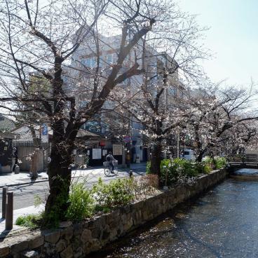 Kiyamachi-dori (Kyoto), cerisiers en fleurs le long du canal Takase 2