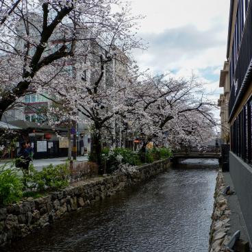 Kiyamachi-dori (Kyoto), vue sur le canal Takase avec les cerisiers en fleurs 2