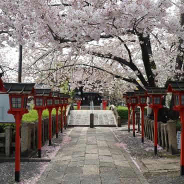 Rokusonno-jinja (Kyoto), cerisiers en fleurs et lanternes rouges au sanctuaire