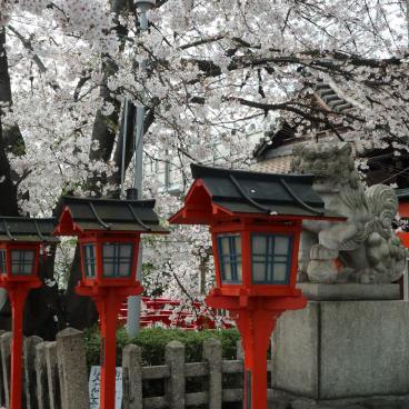 Rokusonno-jinja (Kyoto), cerisiers en fleurs et lanternes rouges au sanctuaire 2