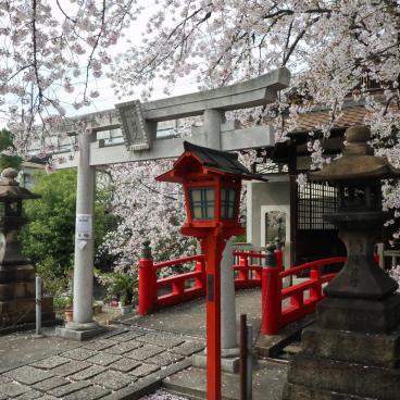 Rokusonno-jinja (Kyoto), porte Torii, lanternes rouges et floraison des sakura du sanctuaire