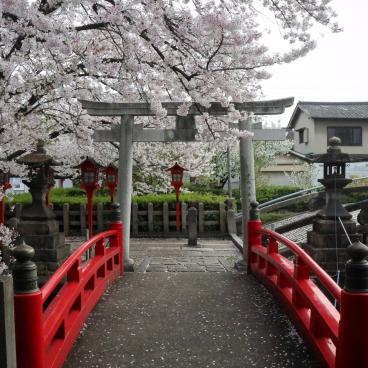 Rokusonno-jinja (Kyoto), porte Torii, pont rouge et floraison des sakura du sanctuaire