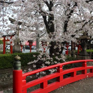 Rokusonno-jinja (Kyoto), pont rouge et cerisiers en fleurs