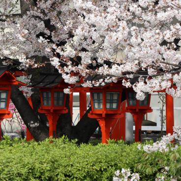 Rokusonno-jinja (Kyoto), cerisiers en fleurs et lanternes rouges au sanctuaire 3