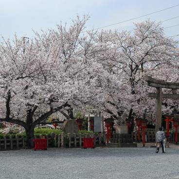 Rokusonno-jinja (Kyoto), cerisiers en fleurs du sanctuaire
