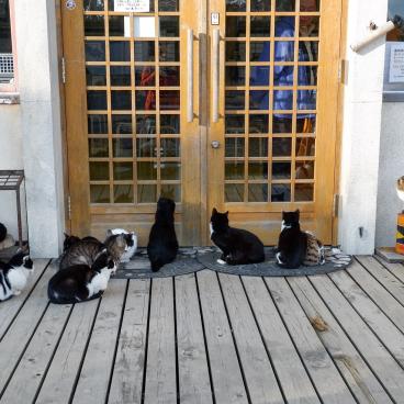 Tashirojima (Miyagi), l'une des îles aux chats du Japon