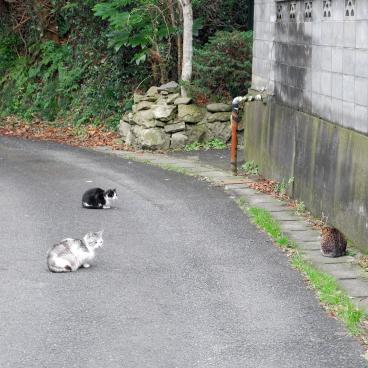 Tashirojima (Ishinomaki), chats sur la route