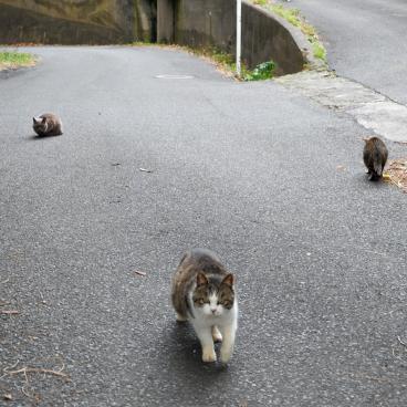 Tashirojima (Ishinomaki), chats sur la route 2