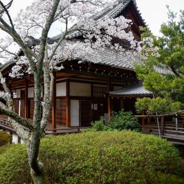 Bishamon-do (Kyoto), pavillon Shinden du temple et cerisiers en fleurs