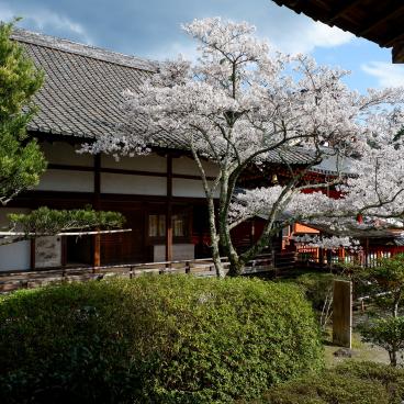 Bishamon-do (Kyoto), pavillon Reiden du temple et cerisiers en fleurs