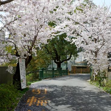 Canal Yamashina du Lac Biwa (Kyoto), cerisiers en fleurs et pont Sannen-bashi