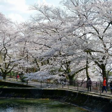 Canal Yamashina du Lac Biwa (Kyoto), promenade le long du canal sous les cerisiers en fleurs 2