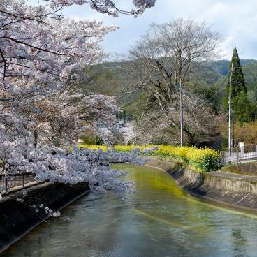 Canal Yamashina du Lac Biwa (Kyoto), fleurs de Sakura et de colza au bord de l'eau 3