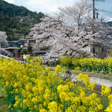 Canal Yamashina du Lac Biwa (Kyoto), fleurs de Sakura et de colza au bord de l'eau 4