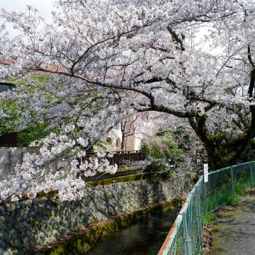 Canal Yamashina du Lac Biwa (Kyoto), cerisiers en fleurs au bord de la rivière Ansho-ji