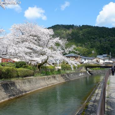 Canal Yamashina du Lac Biwa (Kyoto), promenade le long du canal sous les cerisiers en fleurs