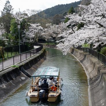 Canal Yamashina du Lac Biwa (Kyoto), croisière sur le canal au printemps